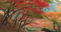 Pensiero d'autunno