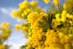 Festa della donna 2011: un bel pugno di coriandoli dispersi dal vento