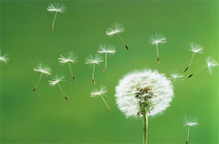 Chi getta semi al vento farà fiorire il suo cielo!