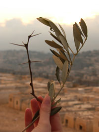 17 Aprile - Domenica delle Palme: passione del Signore