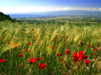 Giornata del Ringraziamento 2009