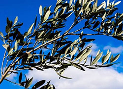 Domenica delle Palme, mons. Claudio Palumbo celebra la Santa Messa in diretta su TLT Molise